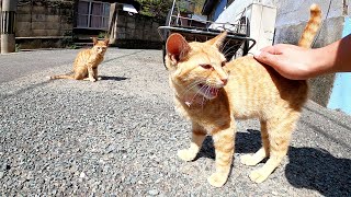 台車の下でお昼寝していた茶トラ猫家族がモフられにやってきた