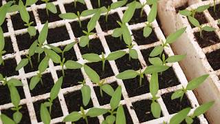 Plantas De Semillero Del Tomate En Bandeja De La Germinación Foto de  archivo - Imagen de fresco, aislado: 24473612