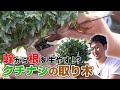 【幹から根を生やす!?】クチナシの取り木にToshiが挑戦!