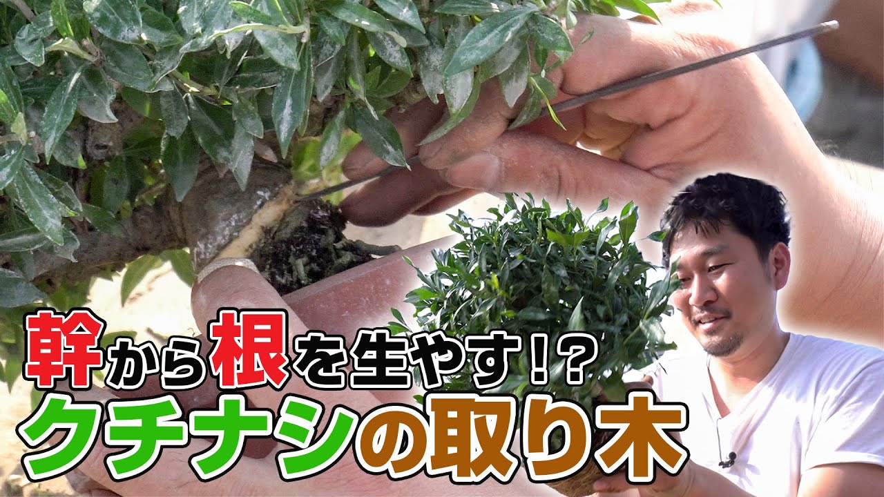 【幹から根を生やす！？】クチナシの取り木にToshiが挑戦！