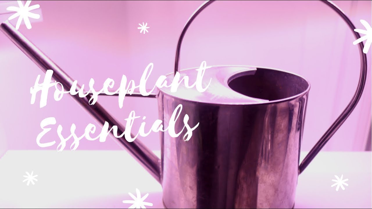 The Essentials of Houseplant Care | How to Care for Your Plants