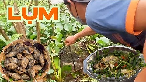 Một ngày đi dở lờ - Cá rô phi um và cá sặc chiên giòn | Đồng Quê Xứ Quảng#2
