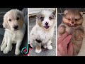 Cutest Puppies on TikTok ~ Doggos Doing Funny Things TIK TOK ~ 2021