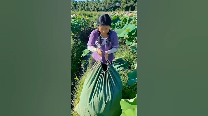 Here Comes The Beautiful Lotus Seeds Harvest #satisfying #short