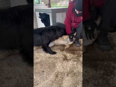 Unsere L's sind so toll ❤️#adoptme #tierschutz #adoptstrays #dog #adoptdontshop #shelter