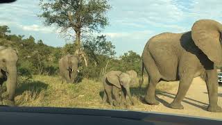 Elephant Closeup