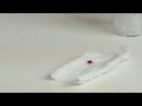 Осторожно, клещи!