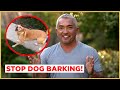 How to Stop Dog Barking! | Cesar 911