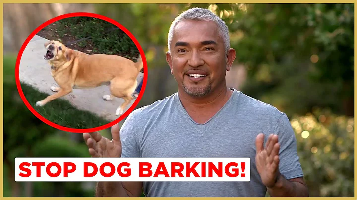 How to Stop Dog Barking! (Cesar911 Shorts) - DayDayNews