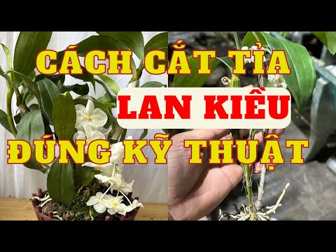 Video: Cắt tỉa hoa thủy tiên: Khi nào cần cắt lại hoa thủy tiên