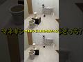 『マネキンを入れる犬はどっち?』#犬 #funny