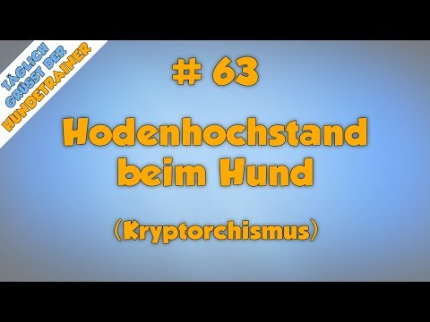 Video: Komplikationen mit Kryptorchismus bei Hunden