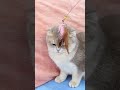 So Cute Cat Video #shorts #cats #animals #viral #trending