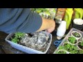 Using Diatomaceous Earth on Seed Starts for Fungus Gnats & A Bottom Watering Trick: Ideas! -TRG2016