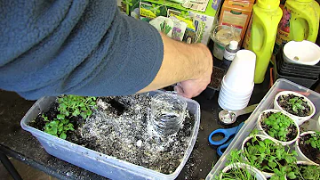 Using Diatomaceous Earth on Seed Starts for Fungus Gnats & A Bottom Watering Trick: Ideas! -TRG2016