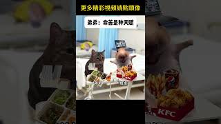 #猫meme #搞笑 #表情包 #貓meme #貓貓最可愛
