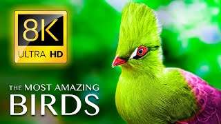 أروع الطيور في العالم 8K ULTRA HD - موسيقى هادئة وتلفاز أصوات الطبيعة 8K