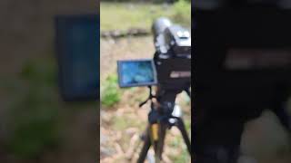 #birdwatching #birdsofbolivia