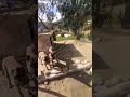 انه الحنين إلى الماضي الجميل تمسمان