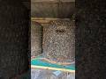 Wird der Bienenkorb schwärmen? Live Bee Webcam bei Twitch Nordbiene