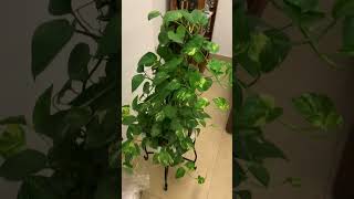 5 best plant for indore moneyplant zzplant snakeplant monster dumbcane share india like