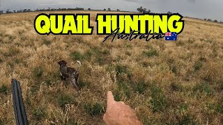 Quail Hunting 2024