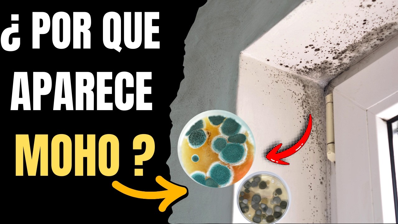 La VERDAD Científica Sobre el Moho en Casa (No Es Lo Que Crees)