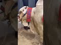 Cow video cow Mandi cow lover cow reel cow TikTok #trending #cow #animals #bull #youtubeshorts