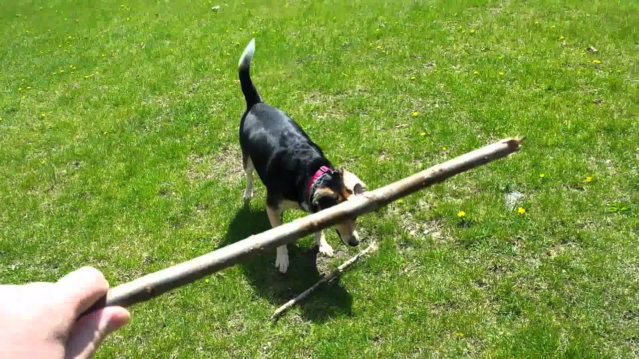 Download Penny Fetching Sticks