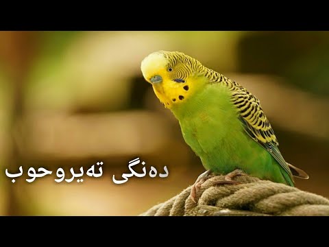 دەنگی تەیروحوب