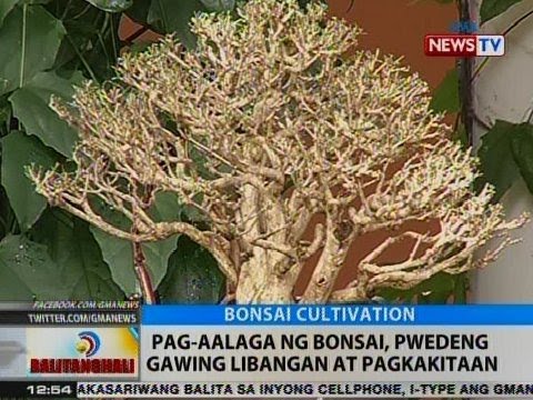 Video: Pag-aalaga ng Dogwood Shrub: Iba't ibang Uri ng Dogwood Shrubs