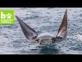 Amazing Aerial Drone Footage Of Leaping Mobula Rays