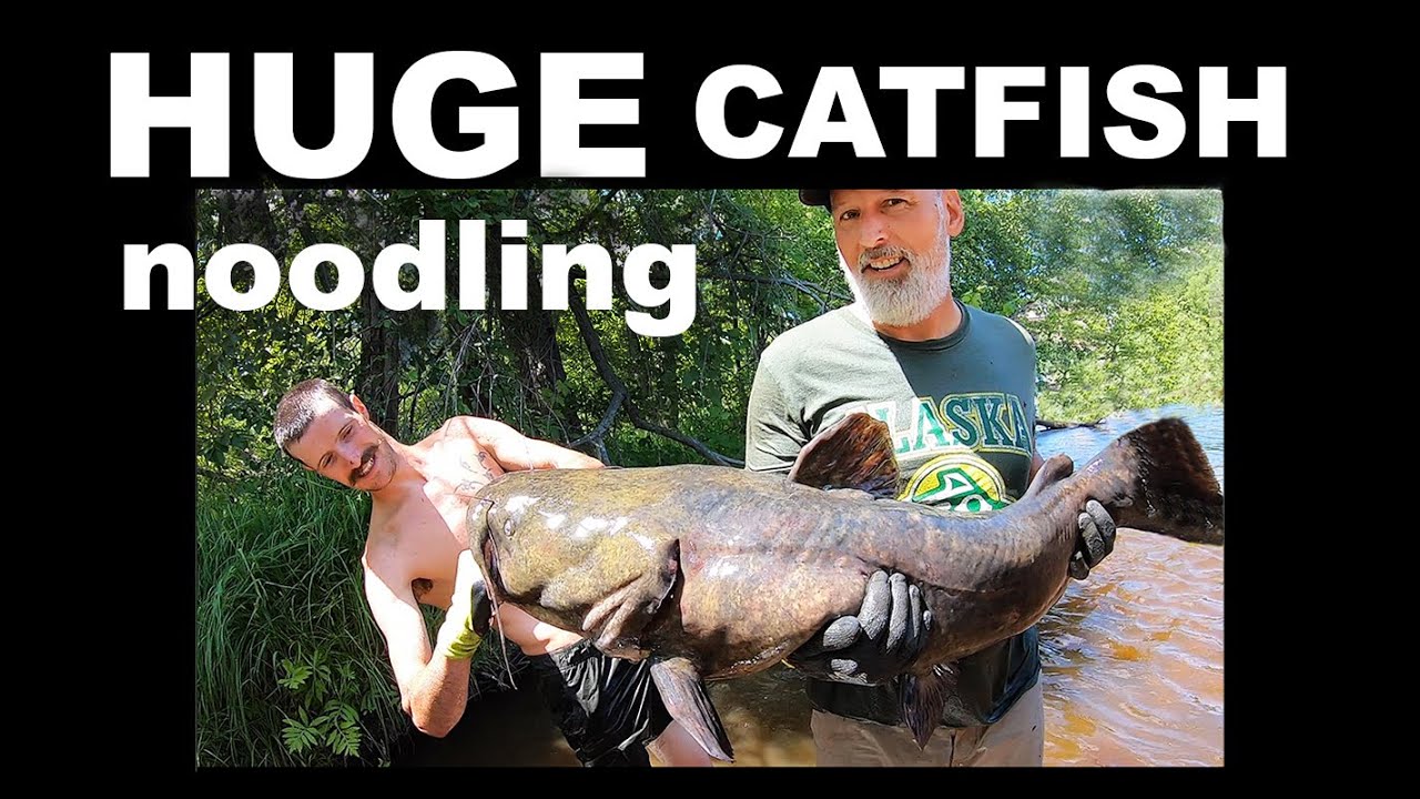Catfish Noodling with Yankee Noodlers YouTube