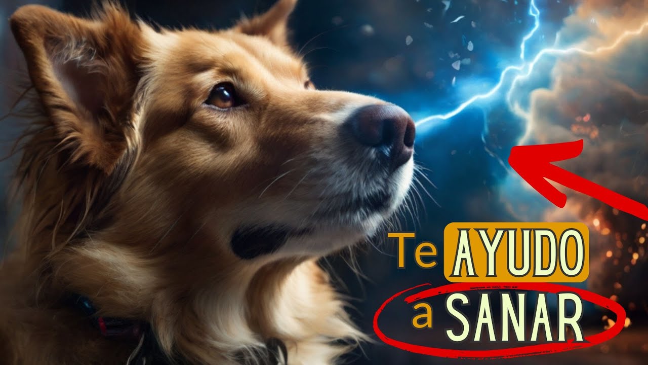 ¿Los perros absorben enfermedades? La verdad que debes saber