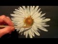 How to Paint a Daisy with Acrylic Paint,  Easy Step by Step Tutorial
