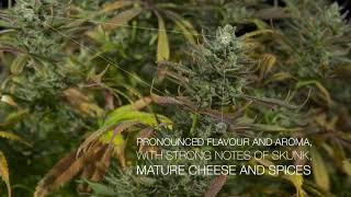 Cheese Feminizada Marihuana  Dinafem Seeds 4K