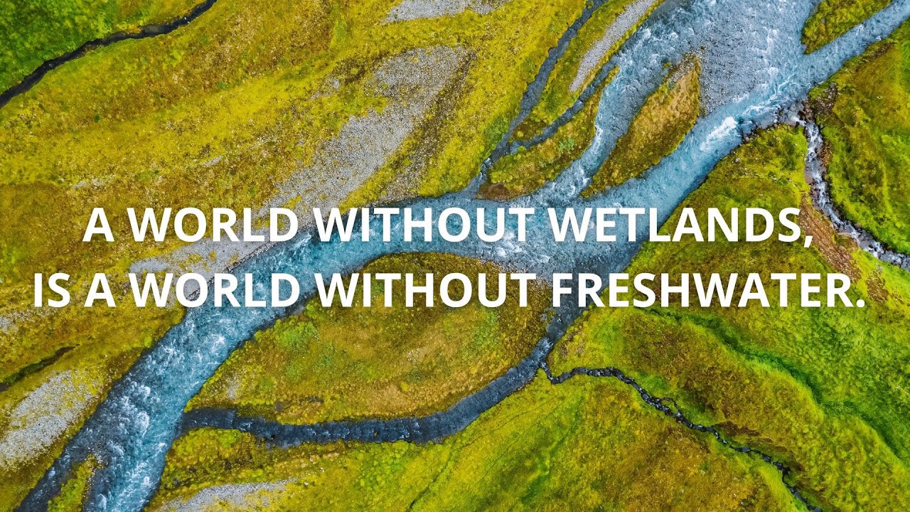 A world without wetlands is a world without freshwater