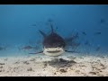 TIGER SHARKS OF FUVAHMULAH