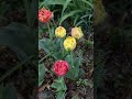 Do you like double tulip? #tulip #tulips #lanct #flowergarden