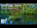 Relaxing Sounds of a Jungle Forest - 8K Tropical Oasis with Birds Chirping &amp; Cicadas Buzzing