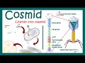 Cosmids | What are cosmid vectors? | What is the difference between plasmid and cosmid?