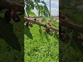 ما شاء الله تبارك الله الرحمن مندر جميل جدا Fypシviralシ Reelsfypシ Funny Fypシ 
