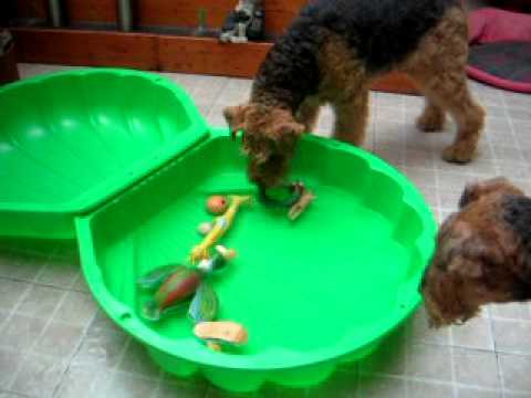 Airedales Tea and Leo, " fishing " in their pool :)