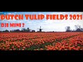 DUTCH TULIP FIELDS CAPTURED WITH THE DJI MINI 2 IN 4K