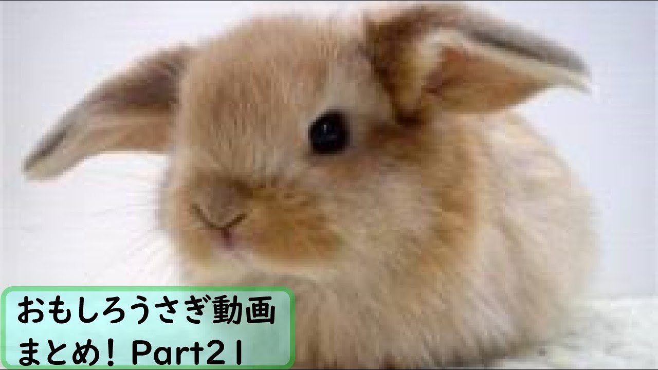 面白 うさぎ おもしろうさぎ動画まとめ 21 かわいい Youtube