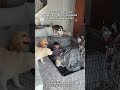 Dog owners have no ersonal space #funny#dog#foryou#funnydogs#pets