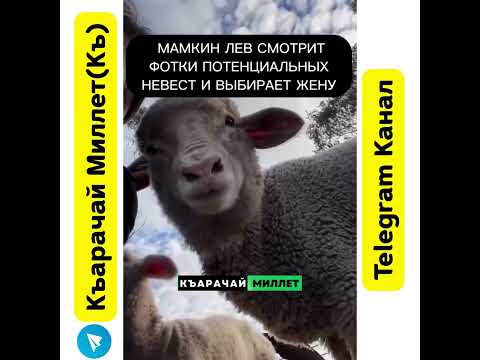 Угадай с 3 раз: что всегда на карачаевской свадьбе? #Лето2025 #Июль2025 #ГорыЛетом #humor