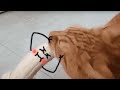 Real life doodles  animals vs doodles funny compilation