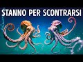 I Polpi si Comportano Come le Persone Quando Si Arrabbiano, Ecco Cosa Fanno