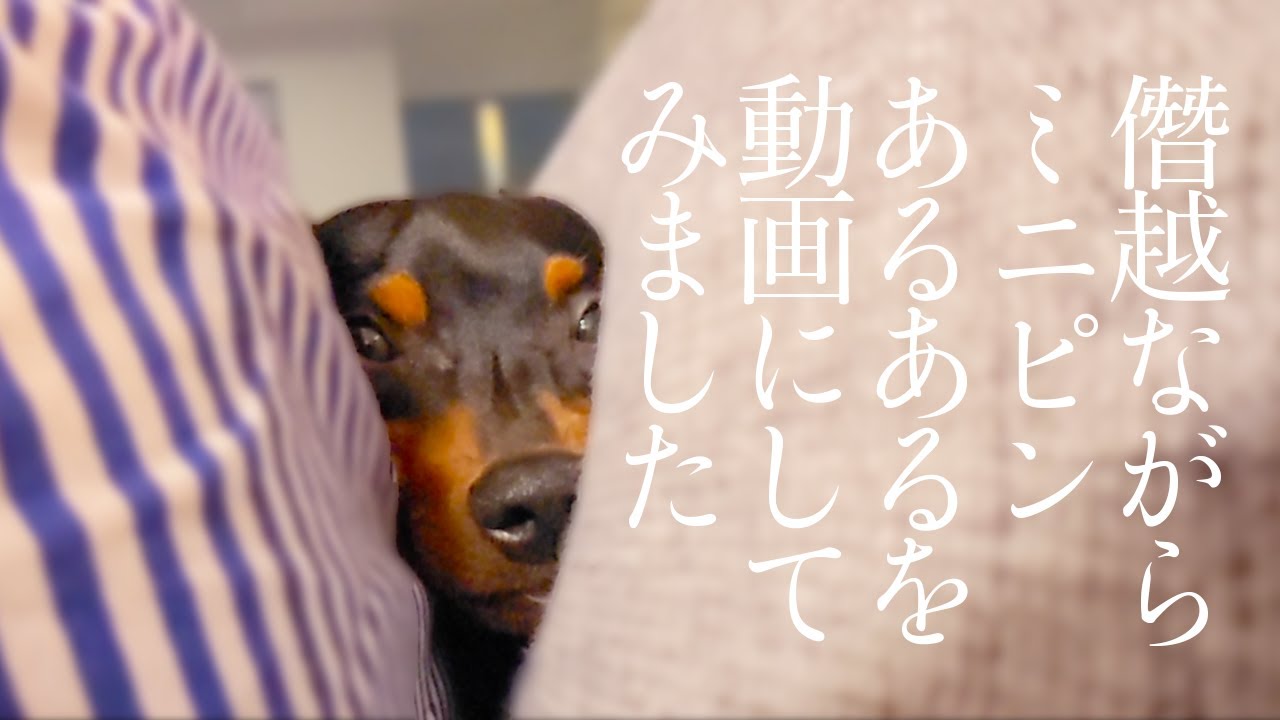 あるある4選】ミニピンあるあるだと思うこと【ミニチュアピンシャー